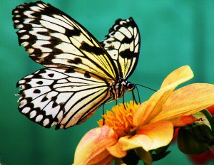A paper kite butterfly. (Image: Jim McSweeney).