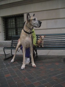 Modern dogs only exist because of selective breeding. (Image: Jez Arnold).