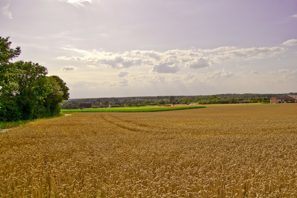 Wheat is one of the oldest genetically modified organisms. (Image: Robert Engmann).