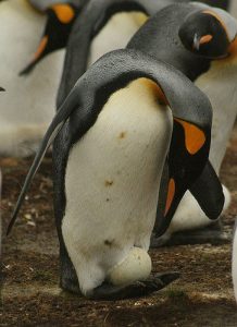 Male penguins look after their eggs and chicks while the females search for food. (Image: Chris Pearson).